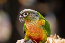 ⭐️ ⭐️  Baby Conures  ❤️ with Cage  & food ⭐️ ⭐️ - Photo 6