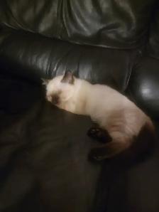 HIMALAYAN RAGDOLL KITTEN