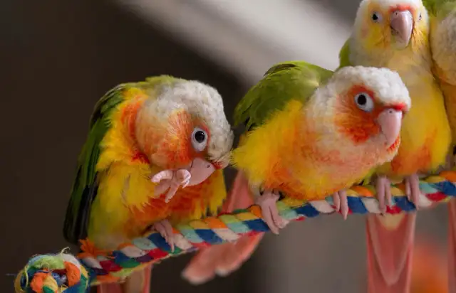 ❤️Baby Conures  ❤️⭐️with Cage  and food❤️