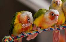 ❤️Baby Conures  ❤️⭐️with Cage  and food❤️