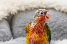 ❤️Baby Conures  ❤️⭐️with Cage  and food❤️ - Photo 7