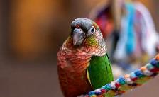 ❤️Baby Conures  ❤️⭐️with Cage  and food❤️ - Photo 9