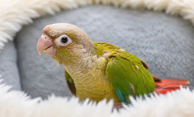 ❤️Baby Conures  ❤️⭐️with Cage  and food❤️