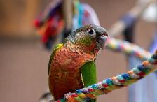 ❤️Baby Conures  ❤️⭐️with Cage  and food❤️ - Photo 5