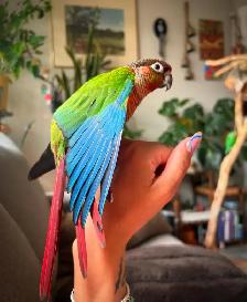 ❤️Baby Conures  ❤️⭐️with Cage  and food❤️ - Photo 3