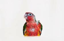 ❤️Baby Conures  ❤️⭐️with Cage  and food❤️ - Photo 6