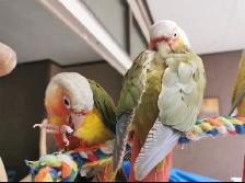 ❤️Baby Conures  ❤️⭐️with Cage  and food❤️ - Photo 8