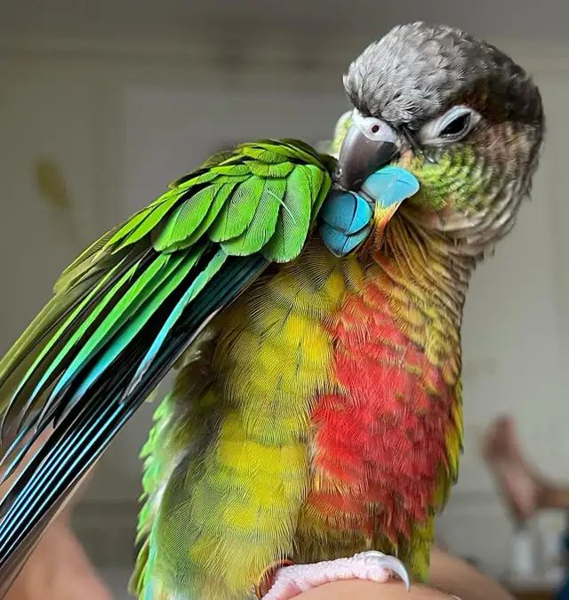 ⭐️⭐️Sweet Baby Conure  ❤️⭐️with Cage & food⭐️⭐️