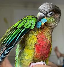 ⭐️⭐️Sweet Baby Conure  ❤️⭐️with Cage & food⭐️⭐️