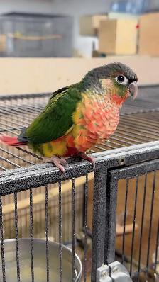 ⭐️⭐️Sweet Baby Conure  ❤️⭐️with Cage & food⭐️⭐️ - Photo 2