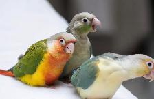 ⭐️⭐️Sweet Baby Conure  ❤️⭐️with Cage & food⭐️⭐️ - Photo 5