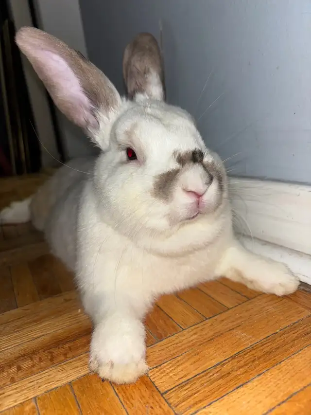 free bunny to loving home