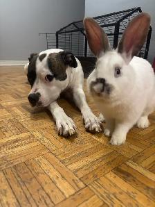 free bunny to loving home - Photo 2