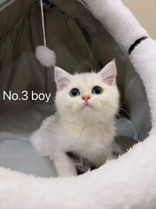 Silver shaded British shorthair kittens