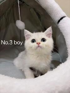 Silver shaded British shorthair kittens