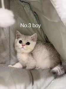 Silver shaded British shorthair kittens - Photo 2