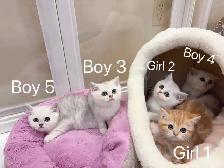 Silver shaded British shorthair kittens - Photo 7