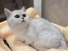 Silver shaded British shorthair kittens - Photo 8