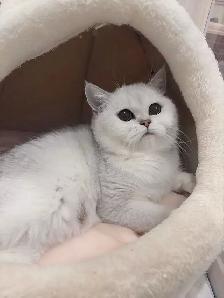 Silver shaded British shorthair kittens - Photo 9