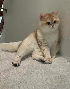 Silver shaded British shorthair kittens - Photo 10
