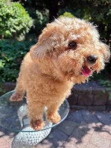 Looking for a loving, permanent home for my dog