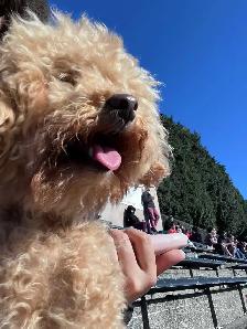 Looking for a loving, permanent home for my dog - Photo 3