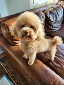 Looking for a loving, permanent home for my dog, Sugar - Photo 2
