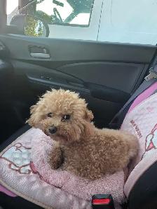 Looking for a loving, permanent home for my dog, Sugar - Photo 4