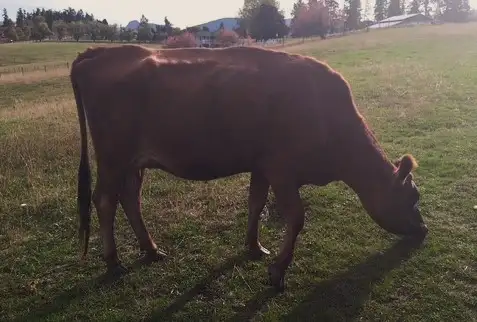 Cow Calf Pair
