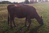 Cow Calf Pair