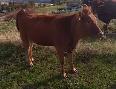 Cow Calf Pair - Photo 2