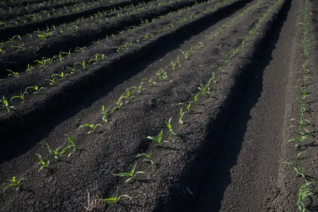Bulk Screened Topsoil – Drop-Off