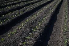 Bulk Screened Topsoil – Drop-Off