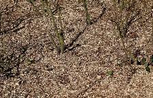 Shredded Bark Mulch Dropped - Photo 2