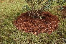 Shredded Bark Mulch Dropped - Photo 3