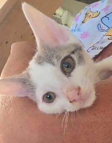 Happy Days Sanctuary Adoption Event & Bake Sale - Photo 3