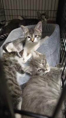 Happy Days Sanctuary Adoption Event & Bake Sale - Photo 6