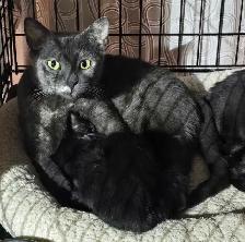 Happy Days Sanctuary Adoption Event & Bake Sale - Photo 7