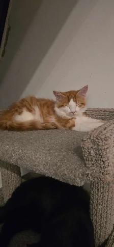 Happy Days Sanctuary Adoption Event & Bake Sale - Photo 8