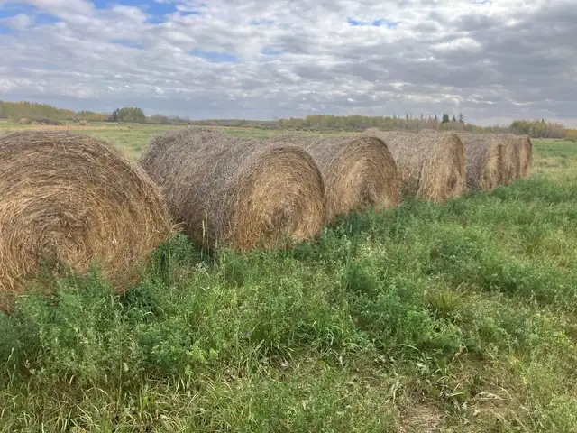Hay For Sale