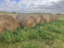 Hay For Sale