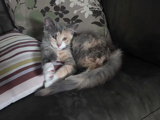 beautiful kitten