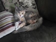 beautiful kitten