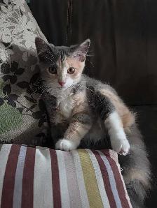 beautiful kitten - Photo 2