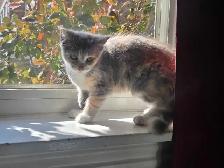 beautiful kitten - Photo 3