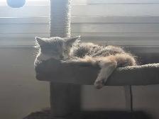 beautiful kitten - Photo 4