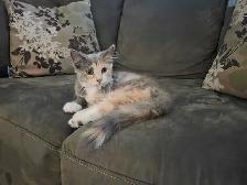 beautiful kitten - Photo 5
