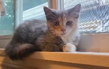 beautiful kitten - Photo 6