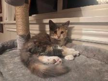 beautiful kitten - Photo 7