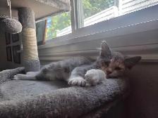 beautiful kitten - Photo 8